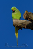 Ring-necked Parakeet 